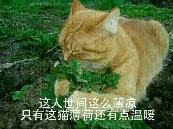 我设计死对头的A彻底标记了我【ABO】